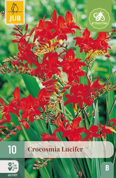 X 10 CROCOSMIA LUCIFER 10/+