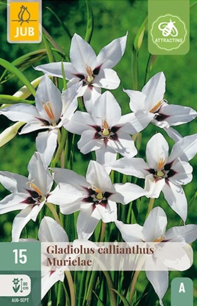 X 15 GLADIOLUS CALLIANTHUS MURIELAE 8/10
