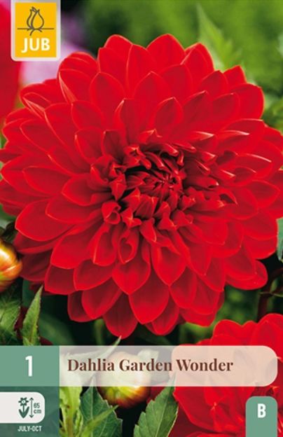 X 1 DAHLIA GARDEN WONDER I