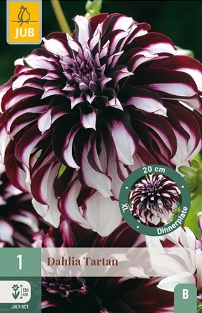 X 1 DAHLIA TARTAN I