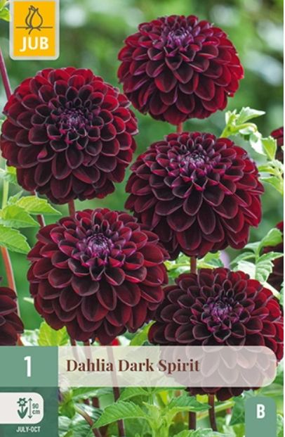 X 1 DAHLIA DARK SPIRIT I