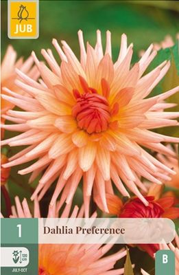 X 1 DAHLIA PREFERENCE I