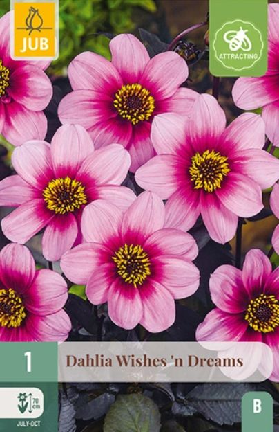 X 1 DAHLIA WISHES 'N DREAMS I