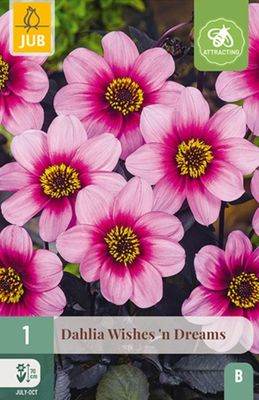 X 1 DAHLIA WISHES 'N DREAMS I