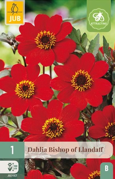 X 1 DAHLIA BISHOP OF LLANDAFF I