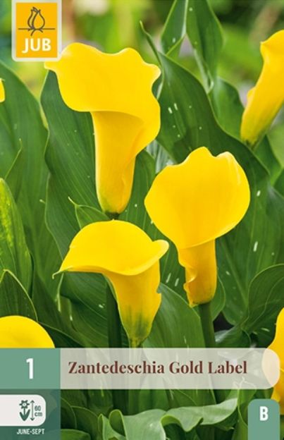 X   1 ZANTEDESCHIA GOLD LABEL 14/16