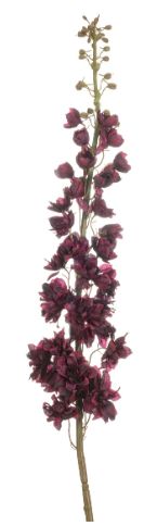 Delphinium spray XL burgundy 130cm