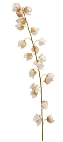 Physalis spray cream 130cm