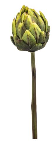 Artichoke spray RT green 58cm