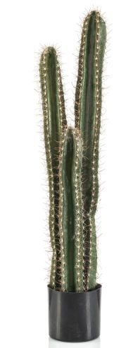 Cactus cereus x3 95cm
