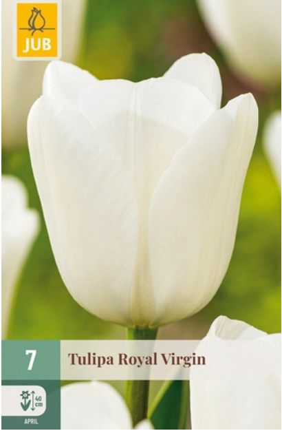 X 7 TULIPA ROYAL VIRGIN 11/12