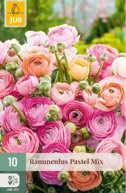 X 10 RANUNCULUS PASTEL MIX NJ 6/7
