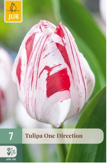 X 7 TULIPA ONE DIRECTION 11/12