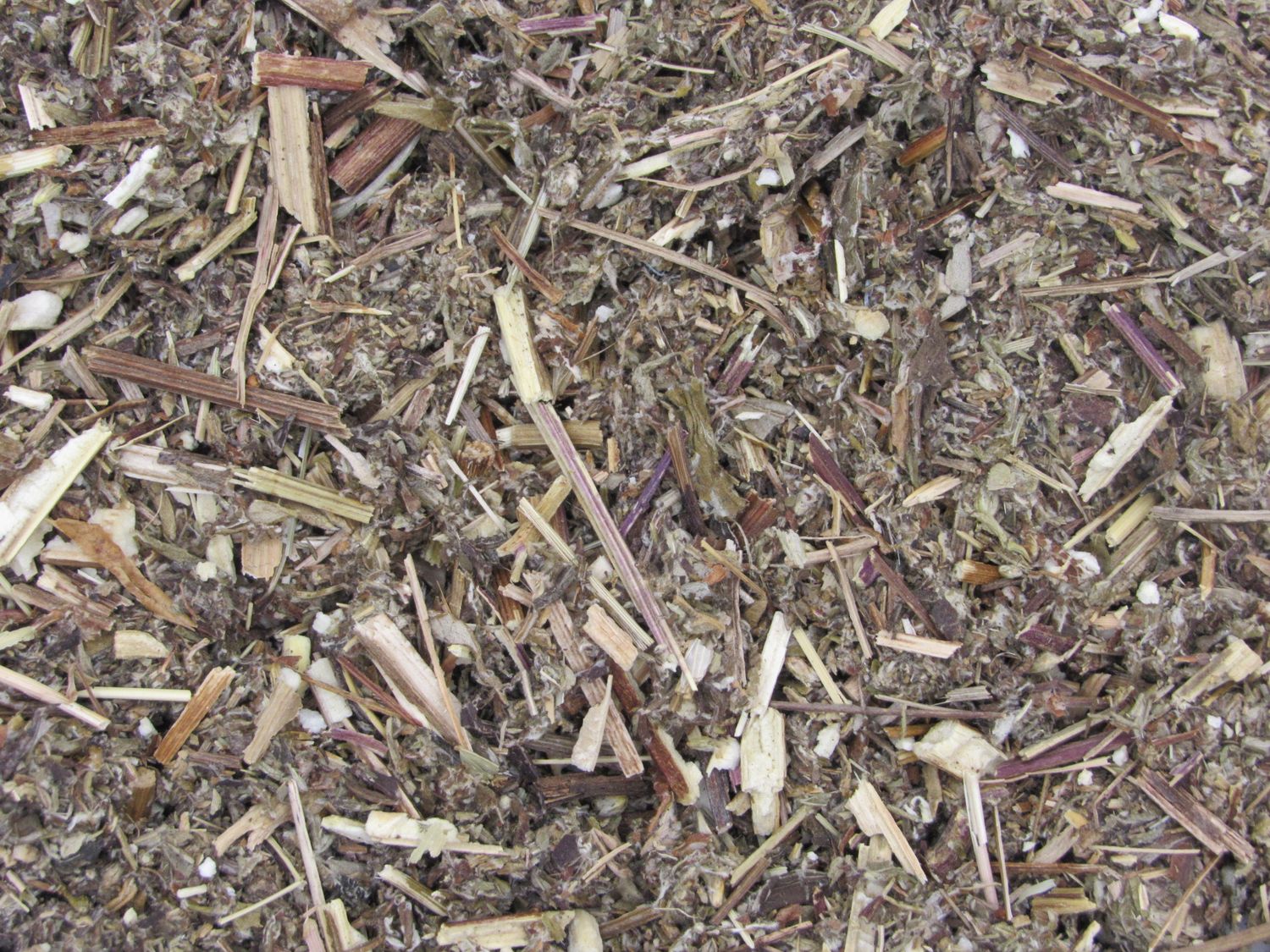 Mugwort Herb