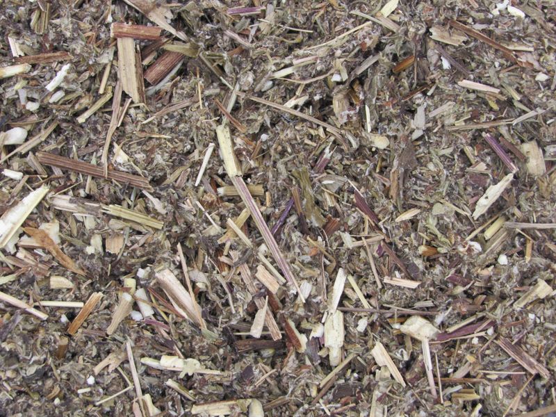 Mugwort Herb