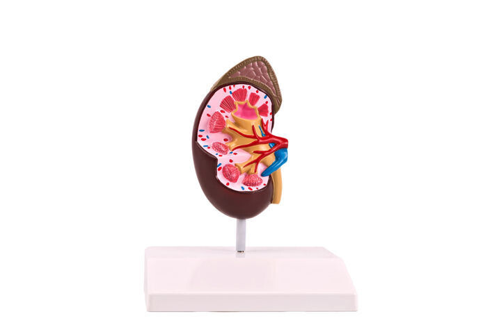 Anatomisches Modell &quot;Niere&quot;