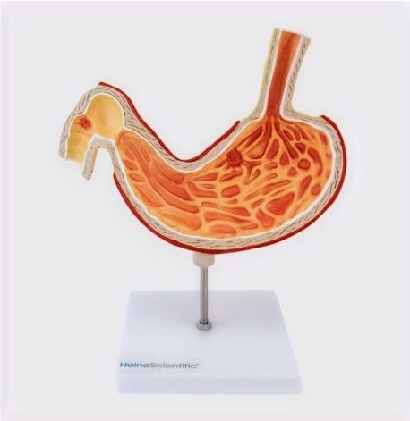 Anatomisches Modell "Magen"