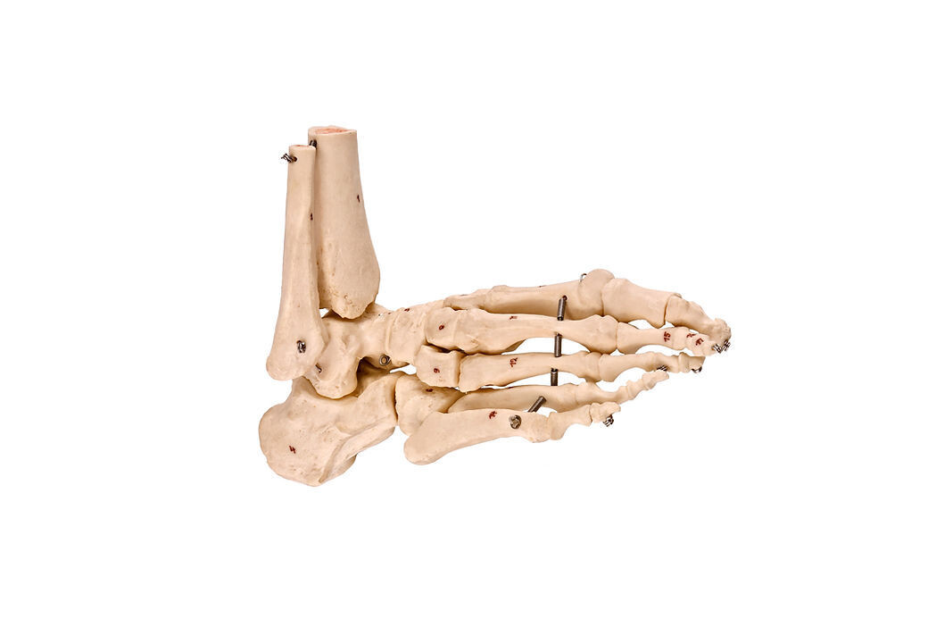Anatomisches Modell &quot;Vorderfuß knöchern&quot;
