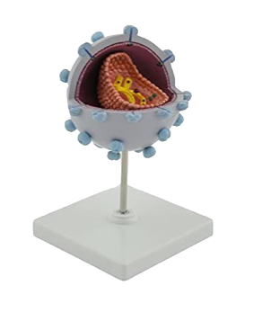 Anatomisches Modell "HI Virus"