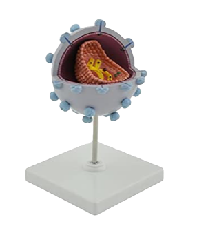 Anatomisches Modell &quot;HI Virus&quot;