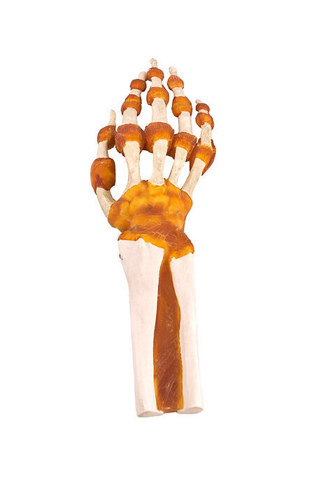 Anatomisches Modell &quot;Handknochen&quot;