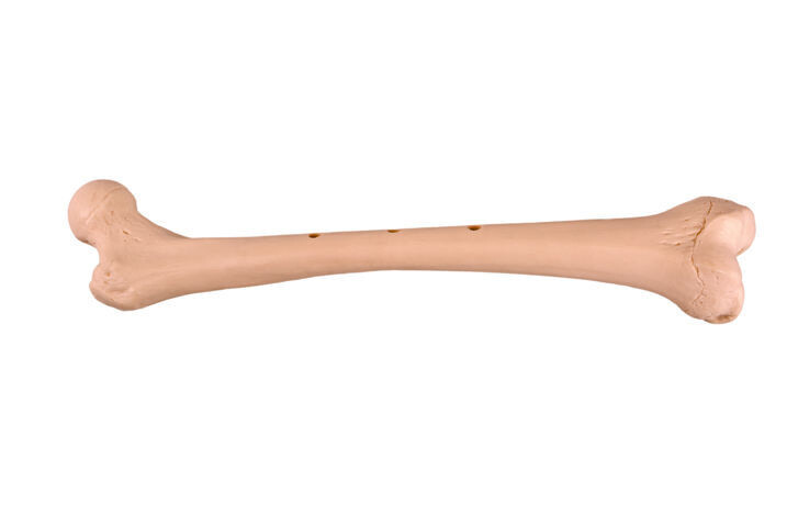 Anatomisches Modell "Oberschenkelknochen"