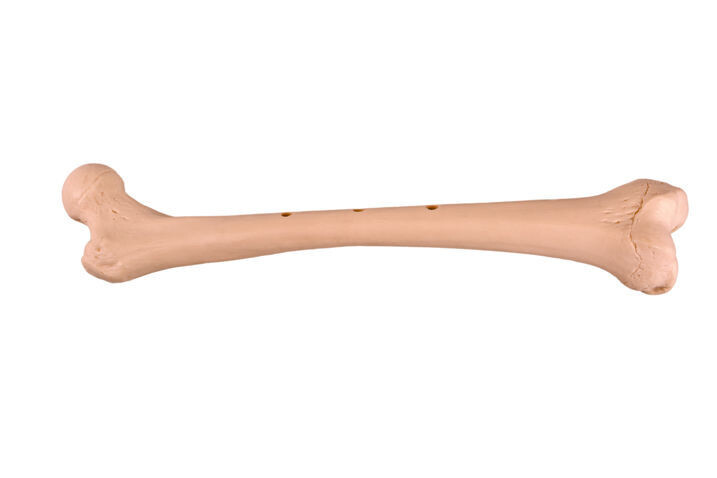 Anatomisches Modell &quot;Oberschenkelknochen&quot;