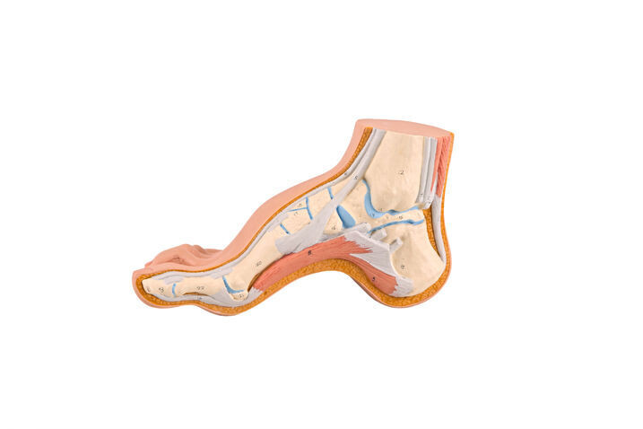 Anatomisches Modell &quot;Vorderfuß&quot;