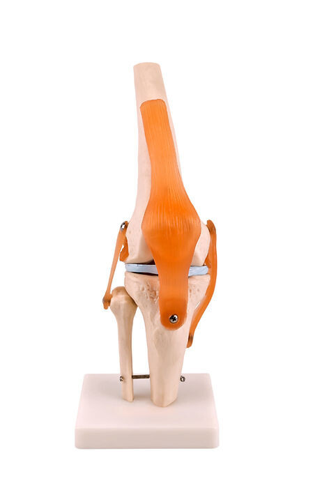 Anatomisches Modell &quot;Knie&quot;