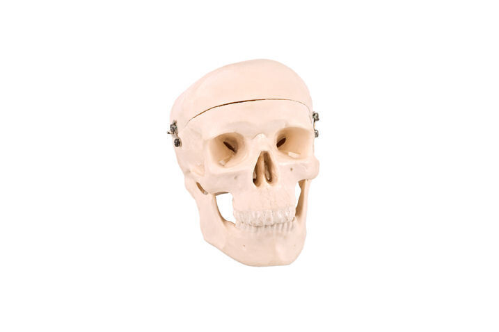 Anatomisches Modell &quot;Schädel&quot;