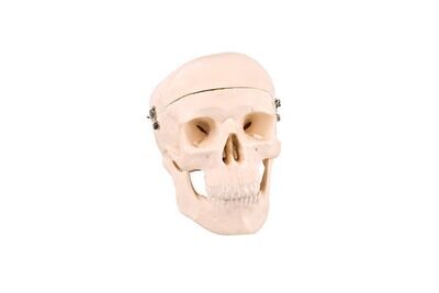 Anatomisches Modell &quot;Schädel&quot;