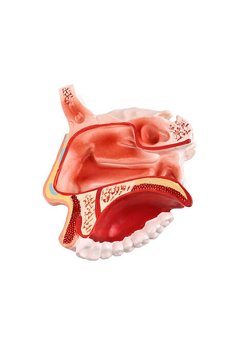 Anatomisches Modell &quot;Kiefer/HNO&quot;