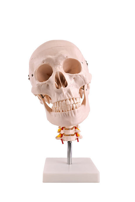 Anatomisches Modell "Schädel auf Ständer"