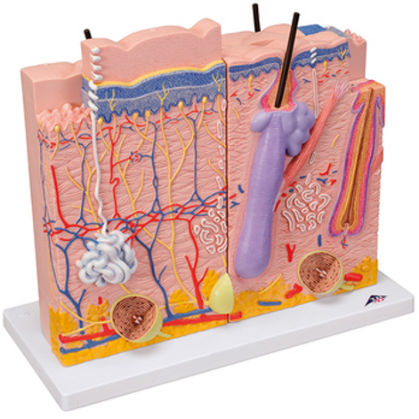 Anatomisches Modell "Haut" 3-teilig