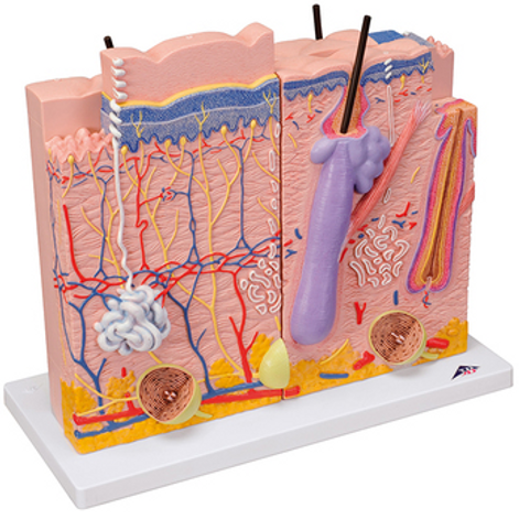 Anatomisches Modell &quot;Haut&quot; 3-teilig