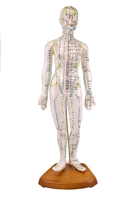 Anatomisches Modell "Akupunktur weiblich"