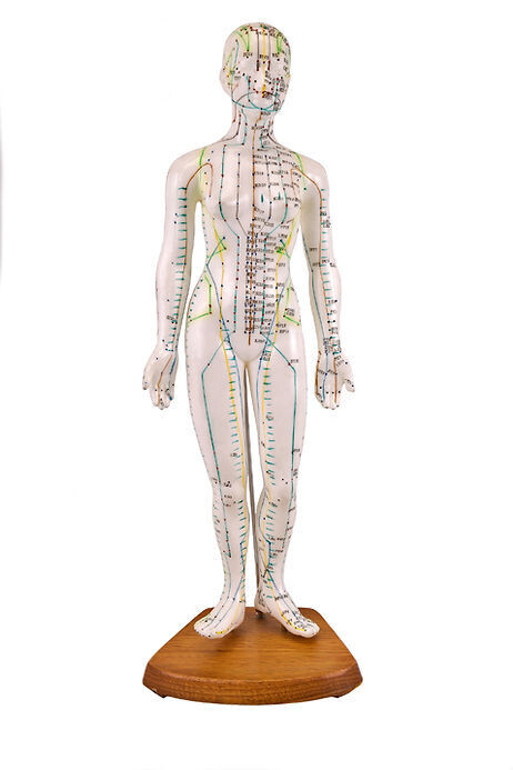 Anatomisches Modell &quot;Akupunktur weiblich&quot;