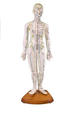 Anatomisches Modell "Akupunktur weiblich" Anatomisches Modell "Akupunktur weiblich"