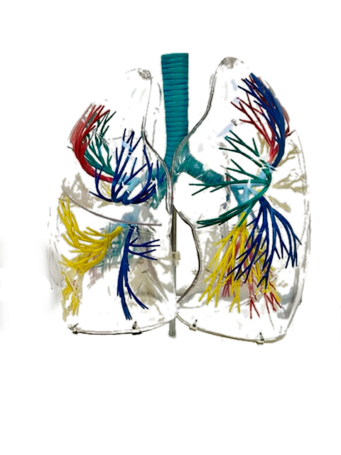 Anatomisches Modell "Lunge" Transparent