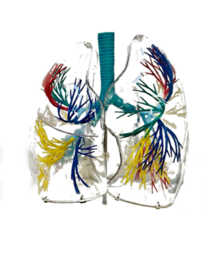 Anatomisches Modell "Lunge" Transparent