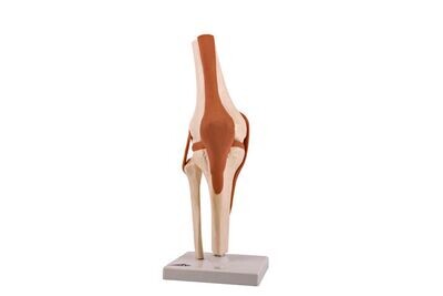 Anatomisches Modell "Knie"