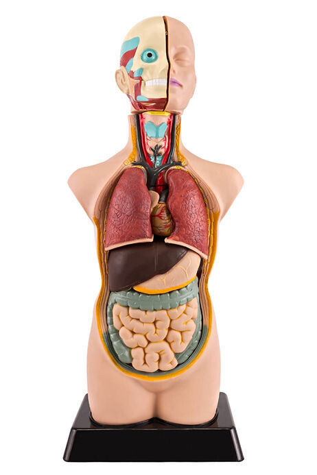 Anatomisches Modell "Körper" klein