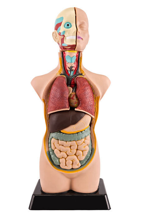 Anatomisches Modell &quot;Körper&quot; klein