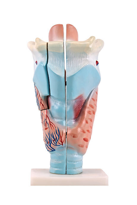 Anatomisches Modell &quot;Trachea&quot; (Kehlkopf)