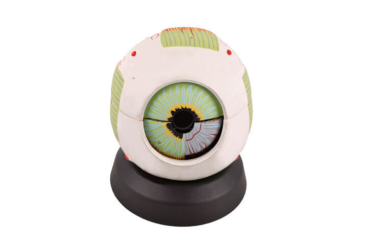 Anatomisches Modell &quot;Auge&quot;