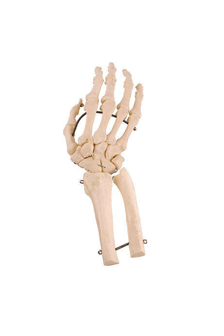 Anatomisches Modell &quot;Handknochen&quot;