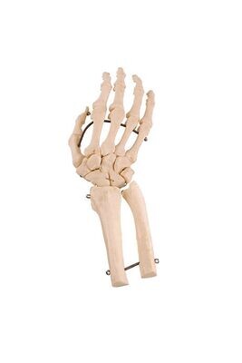Anatomisches Modell "Handknochen"