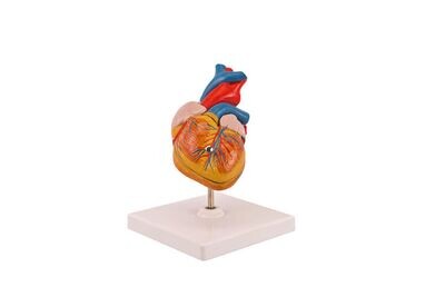 Anatomisches Modell "Herz" klein