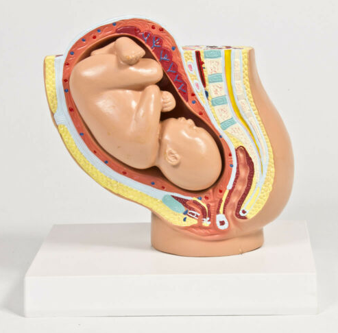 Anatomisches Modell &quot;Schwangerschaft&quot;