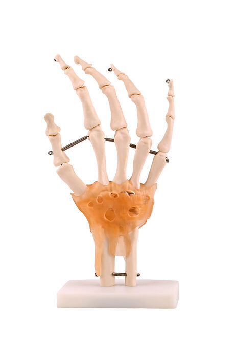 Anatomisches Modell &quot;Handknochen stehend&quot;